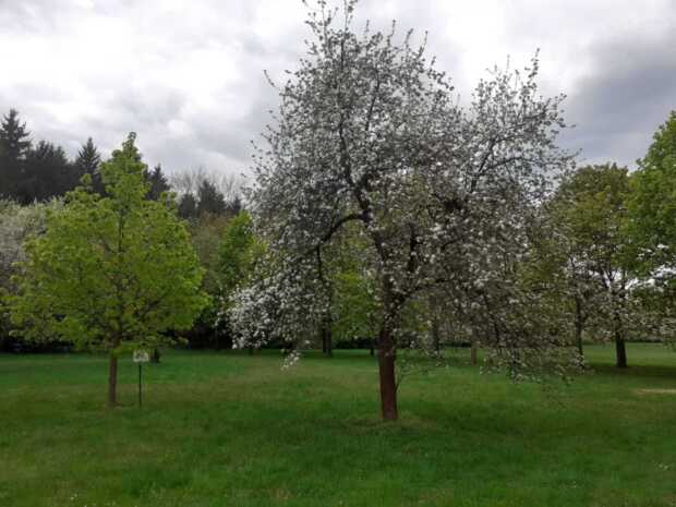 Jarní alergie: jak se projevují a jak si od nich ulevit
