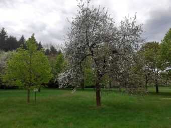 Jarní alergie: jak se projevují a jak si od nich ulevit