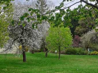 Lesopark Olivovy dětskél éčebny na jaře
